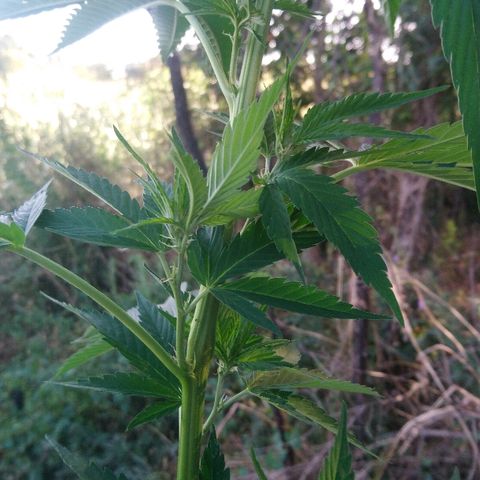 Génétique inconnue growlog photo: Arrosage 6l d'eau..
La plante fait presque 2m.
Les premiers pistils sont la.. C'est le début de la flo !!!! Et du coup c'est une belle femelle. 🥰