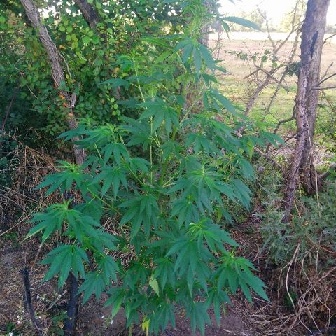 Génétique inconnue growlog photo: Arrosage 6l d'eau..
La plante fait presque 2m.
Les premiers pistils sont la.. C'est le début de la flo !!!! Et du coup c'est une belle femelle. 🥰