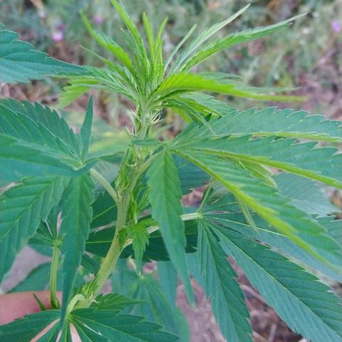 Génétique inconnue growlog photo: Arrosage 6l d'eau..
La plante fait presque 2m.
Les premiers pistils sont la.. C'est le début de la flo !!!! Et du coup c'est une belle femelle. 🥰