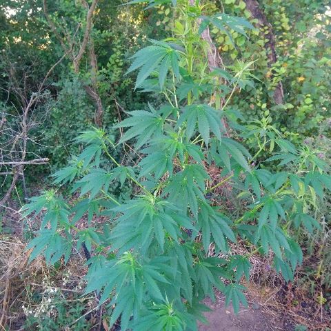 Génétique inconnue growlog photo: Arrosage 6l d'eau..
La plante fait presque 2m.
Les premiers pistils sont la.. C'est le début de la flo !!!! Et du coup c'est une belle femelle. 🥰