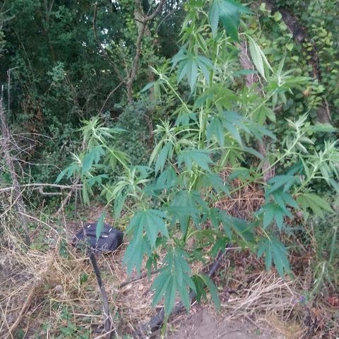 Génétique inconnue growlog photo: Bon bah l'aventure va s'arrêter plus tôt que prévue, après une semaine de floraison.. Merci les lapins ou les chevreuils.
Beaucoup de tristesse pour moi... Apres ce temps passé à m'en occuper... Demain opération avec mastic de cicatrisation.  Mais je reste septique.
Wait and see