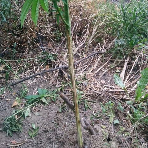 Génétique inconnue growlog photo: Bon bah l'aventure va s'arrêter plus tôt que prévue, après une semaine de floraison.. Merci les lapins ou les chevreuils.
Beaucoup de tristesse pour moi... Apres ce temps passé à m'en occuper... Demain opération avec mastic de cicatrisation.  Mais je reste septique.
Wait and see