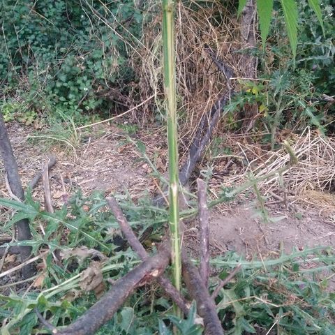 Génétique inconnue growlog photo: Bon bah l'aventure va s'arrêter plus tôt que prévue, après une semaine de floraison.. Merci les lapins ou les chevreuils.
Beaucoup de tristesse pour moi... Apres ce temps passé à m'en occuper... Demain opération avec mastic de cicatrisation.  Mais je reste septique.
Wait and see