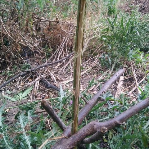 Génétique inconnue growlog photo: Bon bah l'aventure va s'arrêter plus tôt que prévue, après une semaine de floraison.. Merci les lapins ou les chevreuils.
Beaucoup de tristesse pour moi... Apres ce temps passé à m'en occuper... Demain opération avec mastic de cicatrisation.  Mais je reste septique.
Wait and see