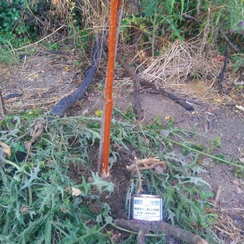 Génétique inconnue growlog photo: Expédition croix rouge, essai de sauvetage.
Mis de la résine cicatrisante, et protection avec bouteille. Mis tuteur également. Arrosage 4,5l et engrais. Je croise les 🤞 doigts. 