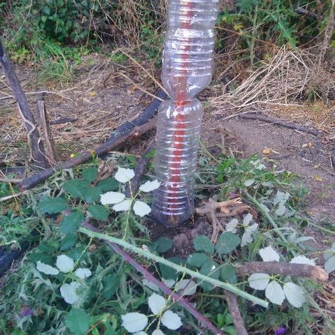 Génétique inconnue growlog photo: Expédition croix rouge, essai de sauvetage.
Mis de la résine cicatrisante, et protection avec bouteille. Mis tuteur également. Arrosage 4,5l et engrais. Je croise les 🤞 doigts. 