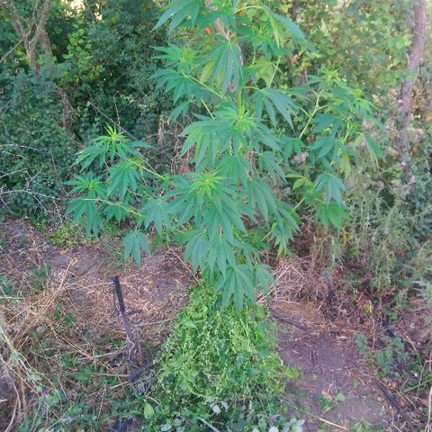 Génétique inconnue growlog photo: Expédition croix rouge, essai de sauvetage.
Mis de la résine cicatrisante, et protection avec bouteille. Mis tuteur également. Arrosage 4,5l et engrais. Je croise les 🤞 doigts. 
