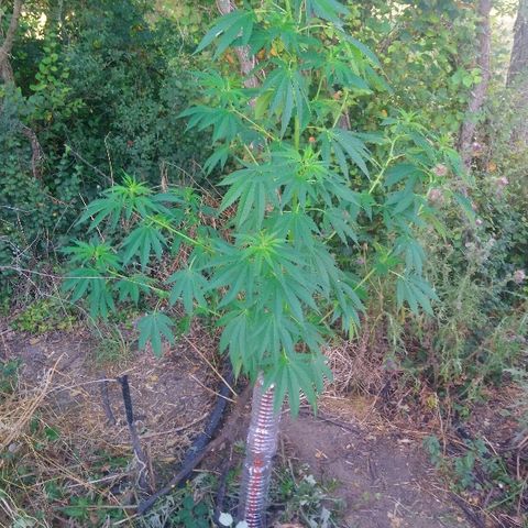 Génétique inconnue growlog photo: Expédition croix rouge, essai de sauvetage.
Mis de la résine cicatrisante, et protection avec bouteille. Mis tuteur également. Arrosage 4,5l et engrais. Je croise les 🤞 doigts. 