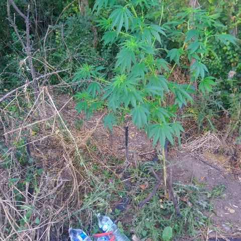 Génétique inconnue growlog photo: Expédition croix rouge, essai de sauvetage.
Mis de la résine cicatrisante, et protection avec bouteille. Mis tuteur également. Arrosage 4,5l et engrais. Je croise les 🤞 doigts. 