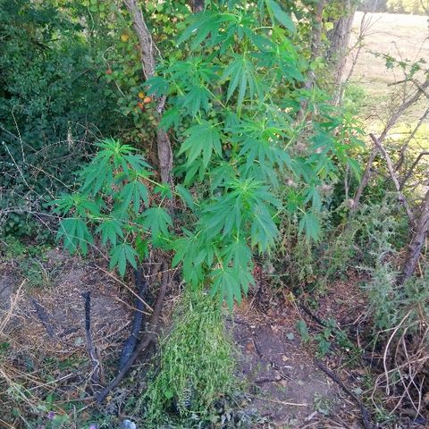 Génétique inconnue growlog photo: La miss est endurante pour le moment.
6l d'eau encore aujourd'hui.
Les soins ont dus aider un peu pas de signe de faiblesse. La croissance a dû se stopper la taille n'évolue plus. 💪 