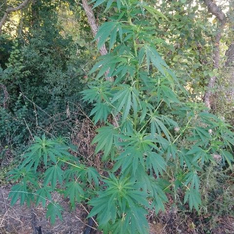Génétique inconnue growlog photo: La miss est endurante pour le moment.
6l d'eau encore aujourd'hui.
Les soins ont dus aider un peu pas de signe de faiblesse. La croissance a dû se stopper la taille n'évolue plus. 💪 