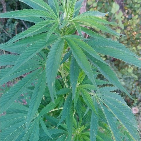 Génétique inconnue growlog photo: La miss est endurante pour le moment.
6l d'eau encore aujourd'hui.
Les soins ont dus aider un peu pas de signe de faiblesse. La croissance a dû se stopper la taille n'évolue plus. 💪 