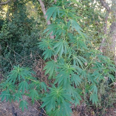 Génétique inconnue growlog photo: La miss est endurante pour le moment.
6l d'eau encore aujourd'hui.
Les soins ont dus aider un peu pas de signe de faiblesse. La croissance a dû se stopper la taille n'évolue plus. 💪 