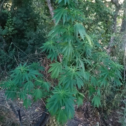 Génétique inconnue growlog photo: Petite visite, 6l d'eau et engraisHesiflo