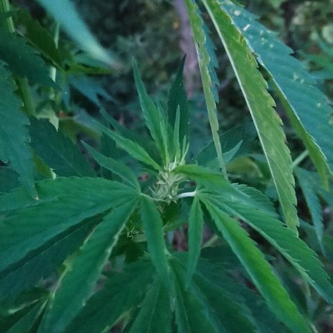 Génétique inconnue growlog photo: Petite visite, 6l d'eau et engraisHesiflo