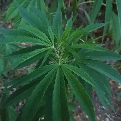 Génétique inconnue growlog photo: Petite visite, 6l d'eau et engraisHesiflo