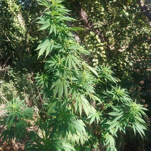 Génétique inconnue growlog photo: Arrosage de bon matin, 6l
La floraison continue, la plante à l'air en forme malgré toutes les misères déjà subies !💪
Wait and See. 