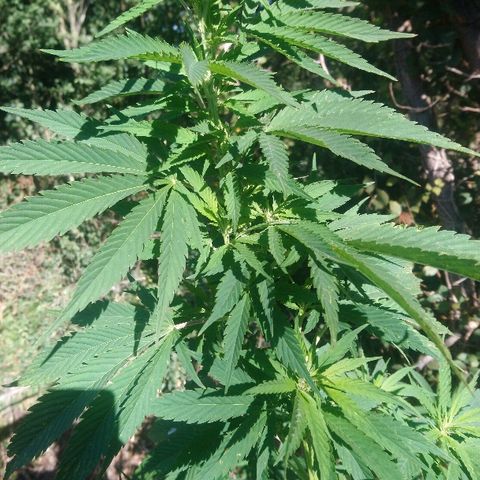 Génétique inconnue growlog photo: Arrosage de bon matin, 6l
La floraison continue, la plante à l'air en forme malgré toutes les misères déjà subies !💪
Wait and See. 