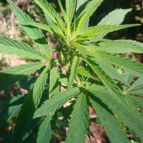 Génétique inconnue growlog photo: Arrosage de bon matin, 6l
La floraison continue, la plante à l'air en forme malgré toutes les misères déjà subies !💪
Wait and See. 