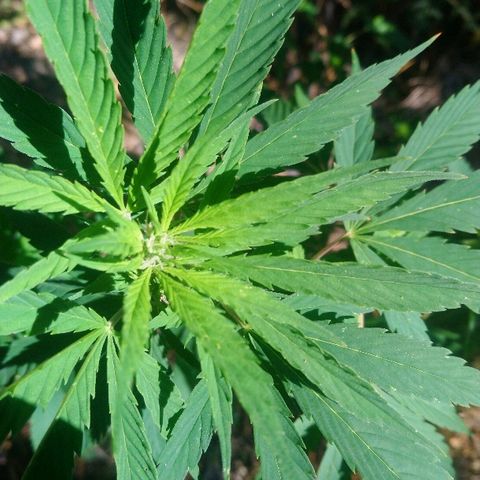 Génétique inconnue growlog photo: Arrosage de bon matin, 6l
La floraison continue, la plante à l'air en forme malgré toutes les misères déjà subies !💪
Wait and See. 