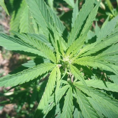 Génétique inconnue growlog photo: Arrosage de bon matin, 6l
La floraison continue, la plante à l'air en forme malgré toutes les misères déjà subies !💪
Wait and See. 