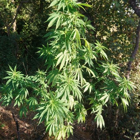 Génétique inconnue growlog photo: Arrosage de bon matin, pour affronter la canicule.!  39c à l'ombre cet après midi... 6l d'eau de distribuer.. Elle tiens le choc, c'est costaud 💪 