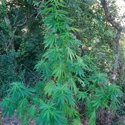 Génétique inconnue growlog photo: Arrosage 7l... Bientôt les orages...
Quelques feuilles jaunes.. Surengraissage floraison ou canicule ?? Rinçage en cours pour voir... Les pistils continuent leur chemin.. 