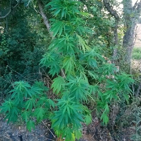 Génétique inconnue growlog photo: Arrosage 7l... Bientôt les orages...
Quelques feuilles jaunes.. Surengraissage floraison ou canicule ?? Rinçage en cours pour voir... Les pistils continuent leur chemin.. 