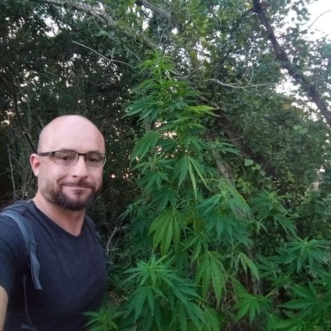 Génétique inconnue growlog photo: Arrosage 7l... Bientôt les orages...
Quelques feuilles jaunes.. Surengraissage floraison ou canicule ?? Rinçage en cours pour voir... Les pistils continuent leur chemin.. 