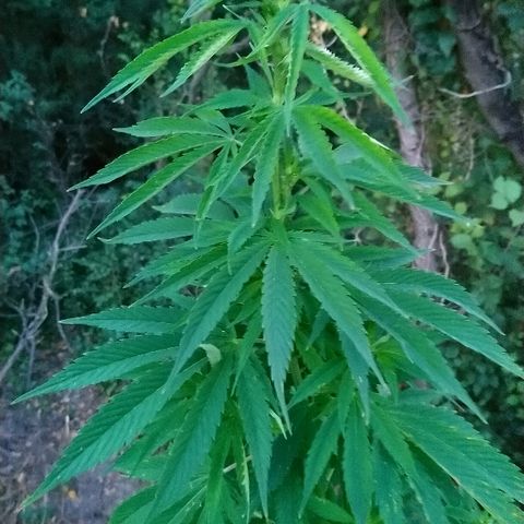 Génétique inconnue growlog photo: Arrosage 7l... Bientôt les orages...
Quelques feuilles jaunes.. Surengraissage floraison ou canicule ?? Rinçage en cours pour voir... Les pistils continuent leur chemin.. 