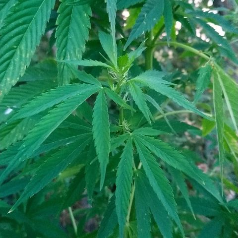 Génétique inconnue growlog photo: Arrosage 7l... Bientôt les orages...
Quelques feuilles jaunes.. Surengraissage floraison ou canicule ?? Rinçage en cours pour voir... Les pistils continuent leur chemin.. 