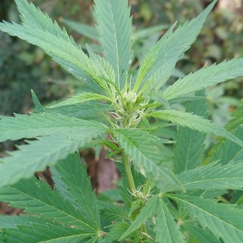 Génétique inconnue growlog photo: La weed se porte à merveille, et pourtant elle a subie des malheurs... de toute beauté cette floraison. Pas d'arrosage les orages s'en charge pour moi... Pas d'engrais.. Gooo to finish.... 💪 