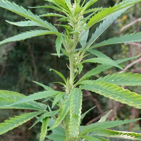 Génétique inconnue growlog photo: La weed se porte à merveille, et pourtant elle a subie des malheurs... de toute beauté cette floraison. Pas d'arrosage les orages s'en charge pour moi... Pas d'engrais.. Gooo to finish.... 💪 