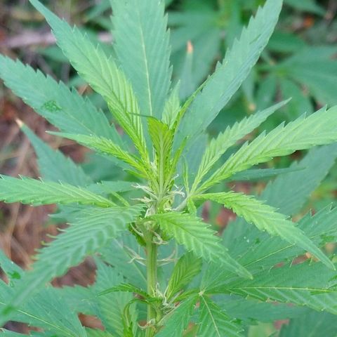 Génétique inconnue growlog photo: La weed se porte à merveille, et pourtant elle a subie des malheurs... de toute beauté cette floraison. Pas d'arrosage les orages s'en charge pour moi... Pas d'engrais.. Gooo to finish.... 💪 