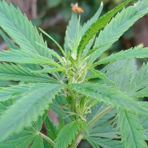 Génétique inconnue growlog photo: La weed se porte à merveille, et pourtant elle a subie des malheurs... de toute beauté cette floraison. Pas d'arrosage les orages s'en charge pour moi... Pas d'engrais.. Gooo to finish.... 💪 