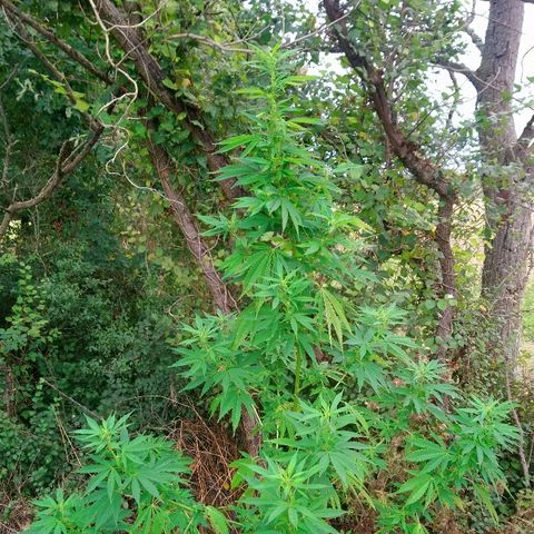 Génétique inconnue growlog photo: La weed se porte à merveille, et pourtant elle a subie des malheurs... de toute beauté cette floraison. Pas d'arrosage les orages s'en charge pour moi... Pas d'engrais.. Gooo to finish.... 💪 