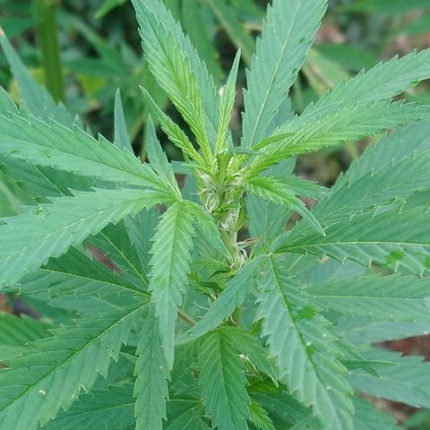 Génétique inconnue growlog photo: La weed se porte à merveille, et pourtant elle a subie des malheurs... de toute beauté cette floraison. Pas d'arrosage les orages s'en charge pour moi... Pas d'engrais.. Gooo to finish.... 💪 
