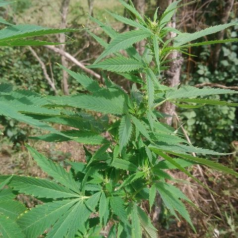 Génétique inconnue growlog photo: Petite visite du jour, pas d'arrosage, la journée pluvieuse e demain fera le nécessaire.
La floraison progresse bien.
Bientôt un coup d'engrais. 