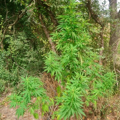 Génétique inconnue growlog photo: Petite visite du jour, pas d'arrosage, la journée pluvieuse e demain fera le nécessaire.
La floraison progresse bien.
Bientôt un coup d'engrais. 