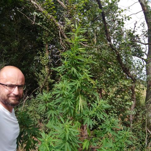 Génétique inconnue growlog photo: Petite visite du jour, pas d'arrosage, la journée pluvieuse e demain fera le nécessaire.
La floraison progresse bien.
Bientôt un coup d'engrais. 