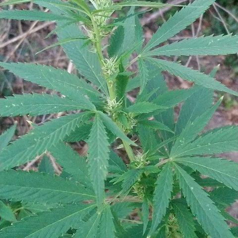 Génétique inconnue growlog photo: La floraison suit son cours !
De belles têtes apparaissent...
Arrosage 6l