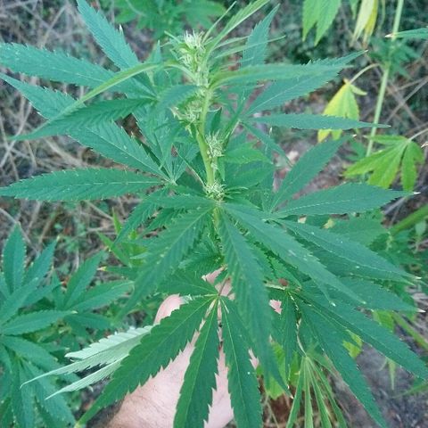 Génétique inconnue growlog photo: La floraison suit son cours !
De belles têtes apparaissent...
Arrosage 6l