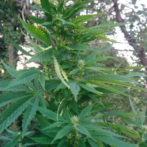 Génétique inconnue growlog photo: La floraison suit son cours !
De belles têtes apparaissent...
Arrosage 6l