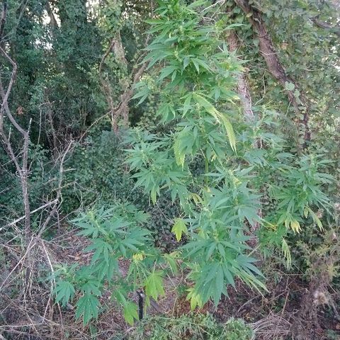 Génétique inconnue growlog photo: La floraison suit son cours !
De belles têtes apparaissent...
Arrosage 6l