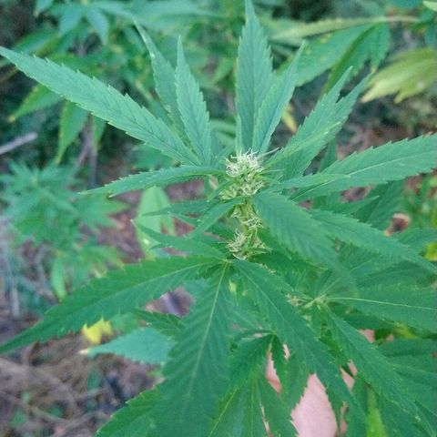 Génétique inconnue growlog photo: La floraison suit son cours !
De belles têtes apparaissent...
Arrosage 6l