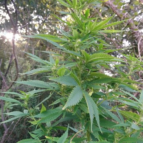 Génétique inconnue growlog photo: Arrosage 6l
Mis engrais azotée pour booster. (feuille jaune)
La flo progresse bien de joli boudin en cours. 
