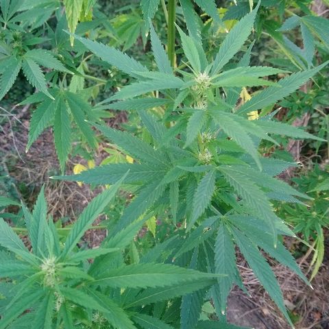 Génétique inconnue growlog photo: Arrosage 6l
Mis engrais azotée pour booster. (feuille jaune)
La flo progresse bien de joli boudin en cours. 
