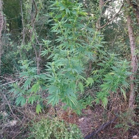 Génétique inconnue growlog photo: Arrosage 6l
Mis engrais azotée pour booster. (feuille jaune)
La flo progresse bien de joli boudin en cours. 