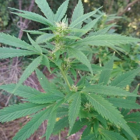 Génétique inconnue growlog photo: Arrosage 6l
Mis engrais azotée pour booster. (feuille jaune)
La flo progresse bien de joli boudin en cours. 