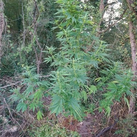 Génétique inconnue growlog photo: Arrosage 6l
Mis engrais azotée pour booster. (feuille jaune)
La flo progresse bien de joli boudin en cours. 